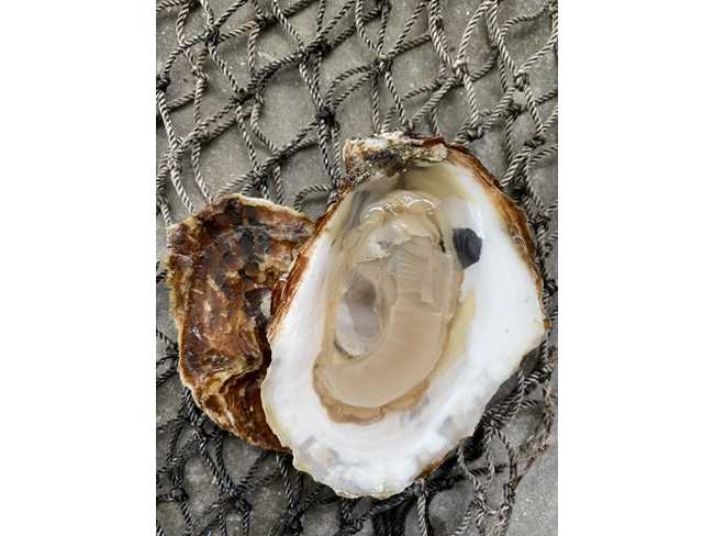 First Kiss Oyster - 25 Count